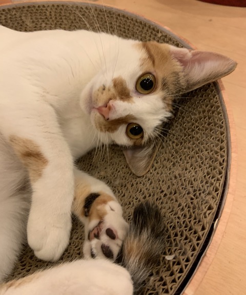 E8754E16-5FBF-4BD4-B7BD-AB5912F55532