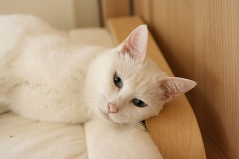 猫式ブログ~里親募集型猫カフェ