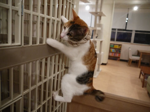 猫式ブログ～里親募集型猫カフェ
