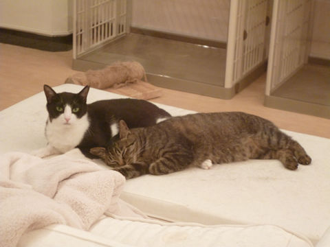 猫式ブログ~里親募集型猫カフェ
