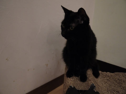 猫式ブログ~里親募集型猫カフェ