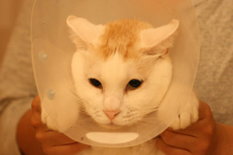 猫式ブログ～里親募集型猫カフェ