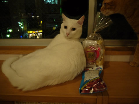 猫式ブログ~里親募集型猫カフェ