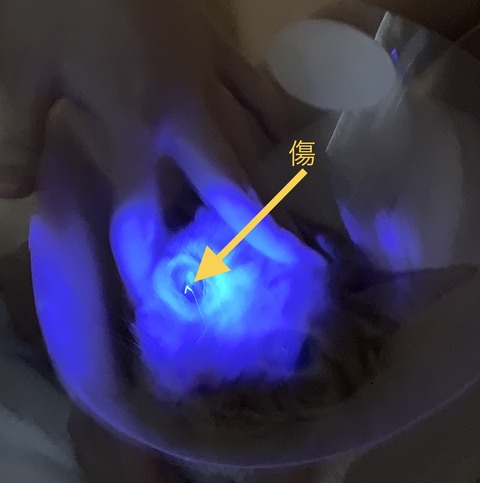 F53B4E3B-E1B1-4483-92F4-8BD99117FA06