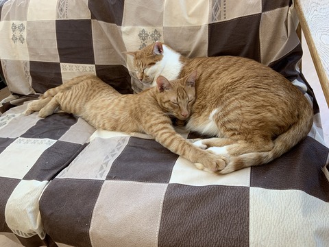 2D74AB0B-A37D-44B9-9318-13542EFC558E