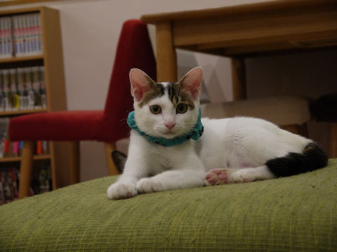 猫式ブログ～里親募集型猫カフェ