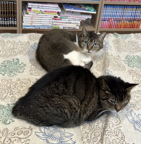 0B9FF5E5-DE5D-4527-913E-4433BDB088A3