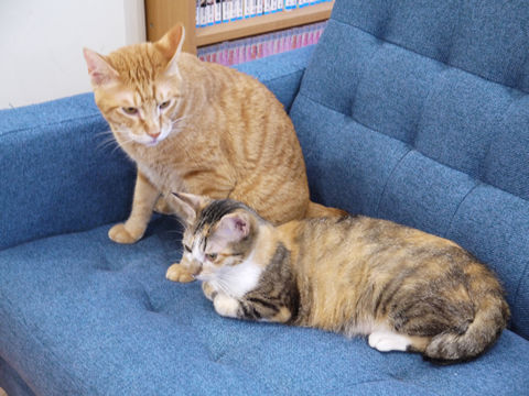 猫式ブログ~里親募集型猫カフェ