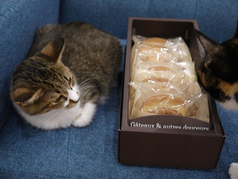猫式ブログ~里親募集型猫カフェ