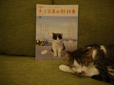 猫式ブログ～里親募集型猫カフェ