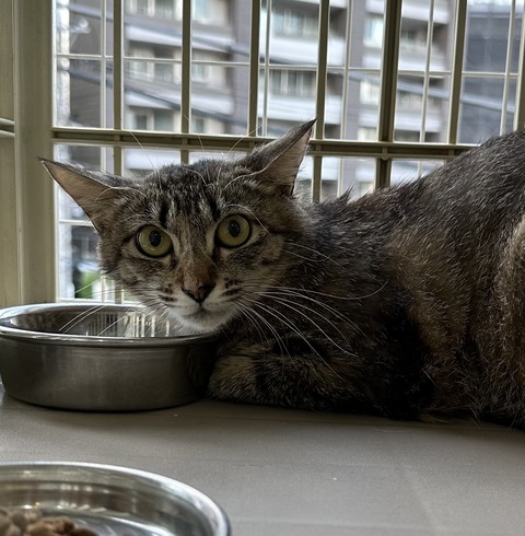 9ECA4394-29E7-43B1-847F-C9B3C76AC87D