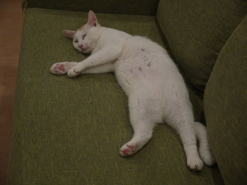 猫式ブログ~里親募集型猫カフェ