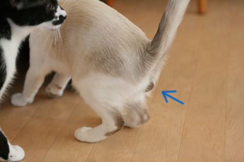 猫式ブログ~里親募集型猫カフェ