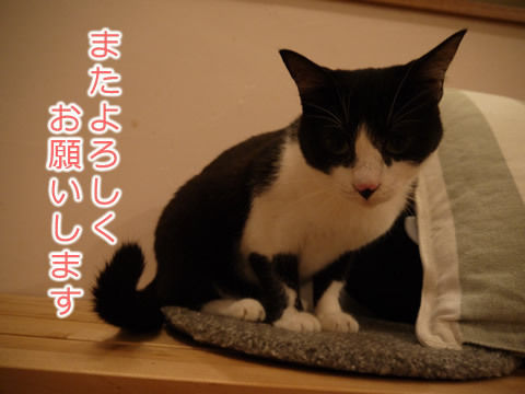 猫式ブログ～里親募集型猫カフェ