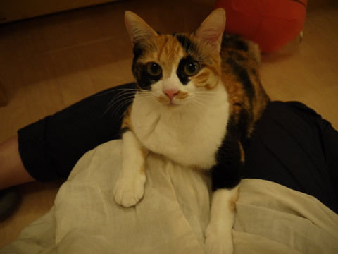猫式ブログ~里親募集型猫カフェ