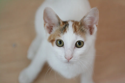 猫式ブログ～里親募集型猫カフェ