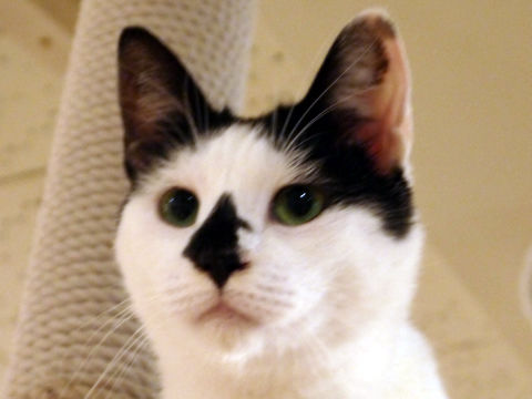 猫式ブログ～里親募集型猫カフェ