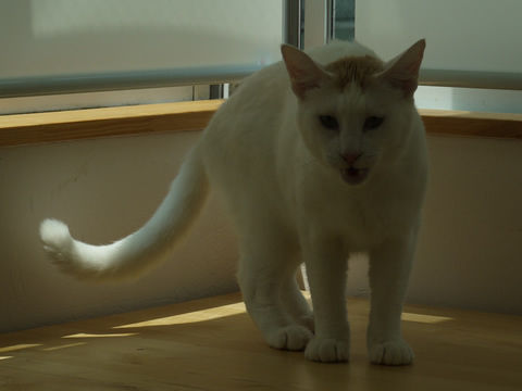 猫式ブログ～里親募集型猫カフェ