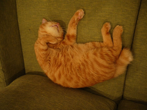 猫式ブログ~里親募集型猫カフェ