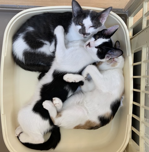 2DED8B3B-6F8D-4753-850B-F98D09BBCDEA