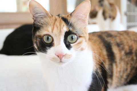 猫式ブログ～里親募集型猫カフェ