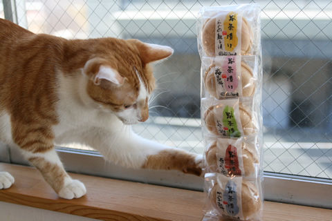 猫式ブログ～里親募集型猫カフェ