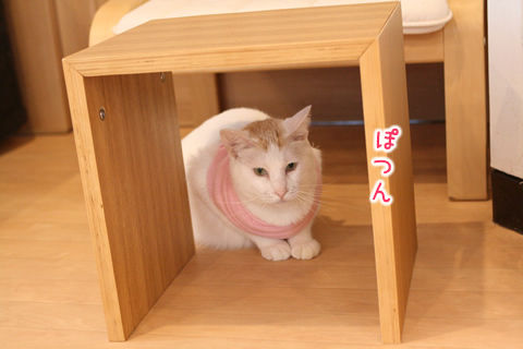 猫式ブログ～里親募集型猫カフェ