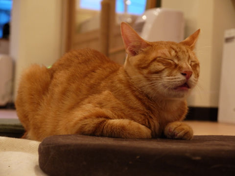 猫式ブログ~里親募集型猫カフェ