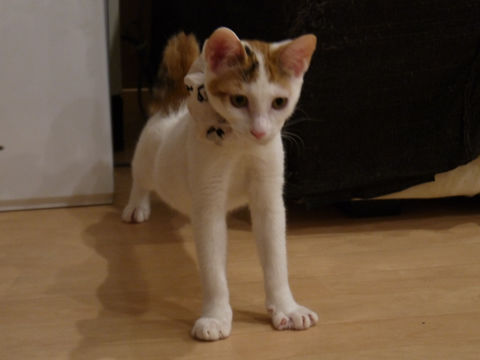 猫式ブログ～里親募集型猫カフェ