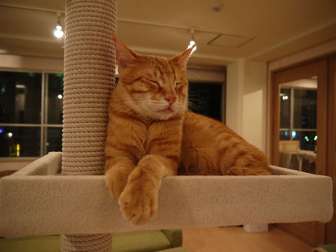 猫式ブログ～里親募集型猫カフェ