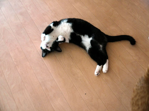 猫式ブログ~里親募集型猫カフェ