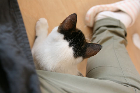 猫式ブログ~里親募集型猫カフェ