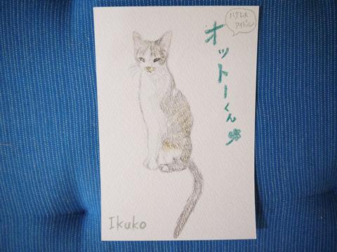 猫式ブログ~里親募集型猫カフェ