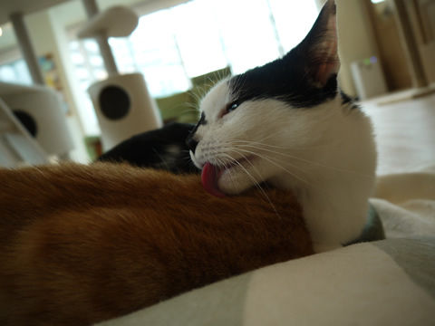 猫式ブログ～里親募集型猫カフェ