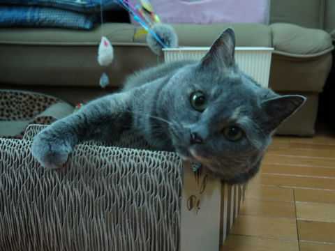 猫式ブログ～里親募集型猫カフェ