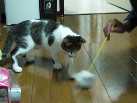 猫式ブログ~里親募集型猫カフェ