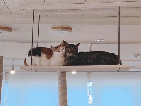 6BBA71C2-2CDC-4D40-85C1-0A84C86933DD