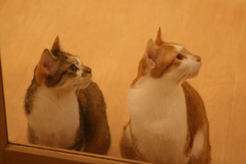 猫式ブログ～里親募集型猫カフェ
