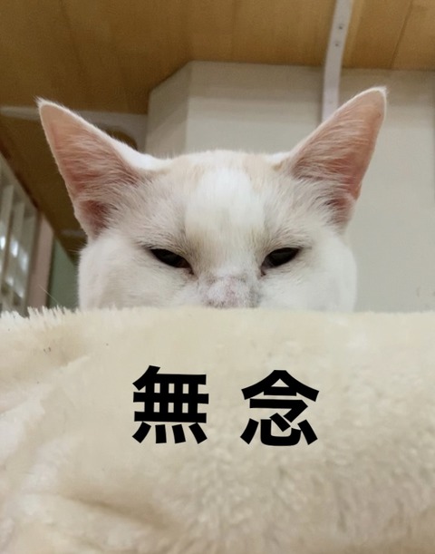 620D5C88-22C2-4553-B03C-0C3E2ED51E23