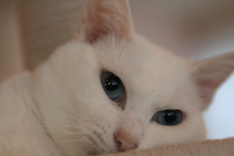 猫式ブログ～里親募集型猫カフェ