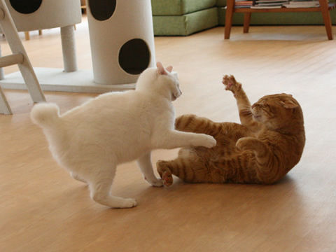 猫式ブログ~里親募集型猫カフェ