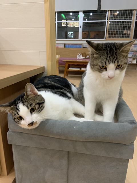 F42A9E95-AA67-45AA-A2A9-2FCC47770154