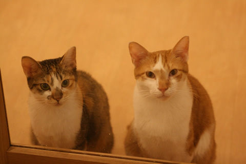 猫式ブログ～里親募集型猫カフェ