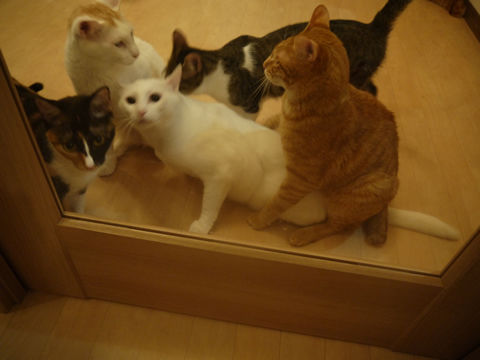 猫式ブログ~里親募集型猫カフェ