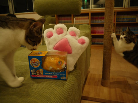 猫式ブログ~里親募集型猫カフェ