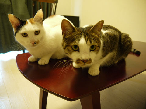 $猫式ブログ～里親募集型猫カフェ