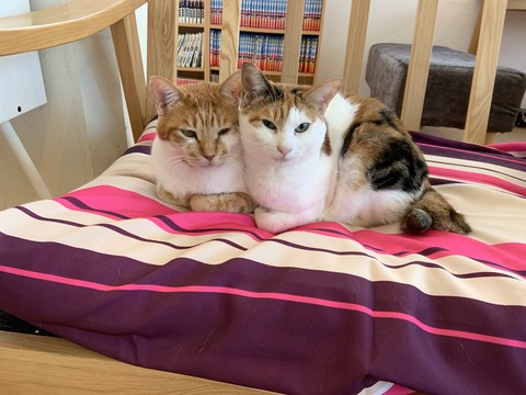 3848CEB6-1B75-4D0F-8D92-CA3D3C66ECC4