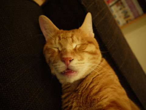 猫式ブログ~里親募集型猫カフェ