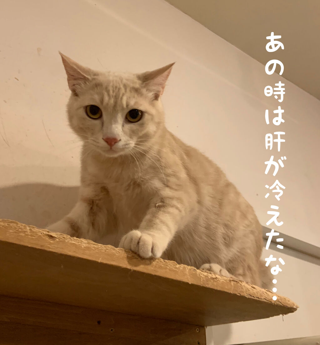 猫のドア開け防止対策 猫式ブログ 里親募集型猫カフェ