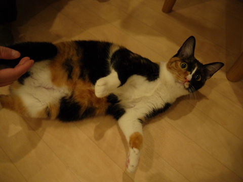 猫式ブログ~里親募集型猫カフェ